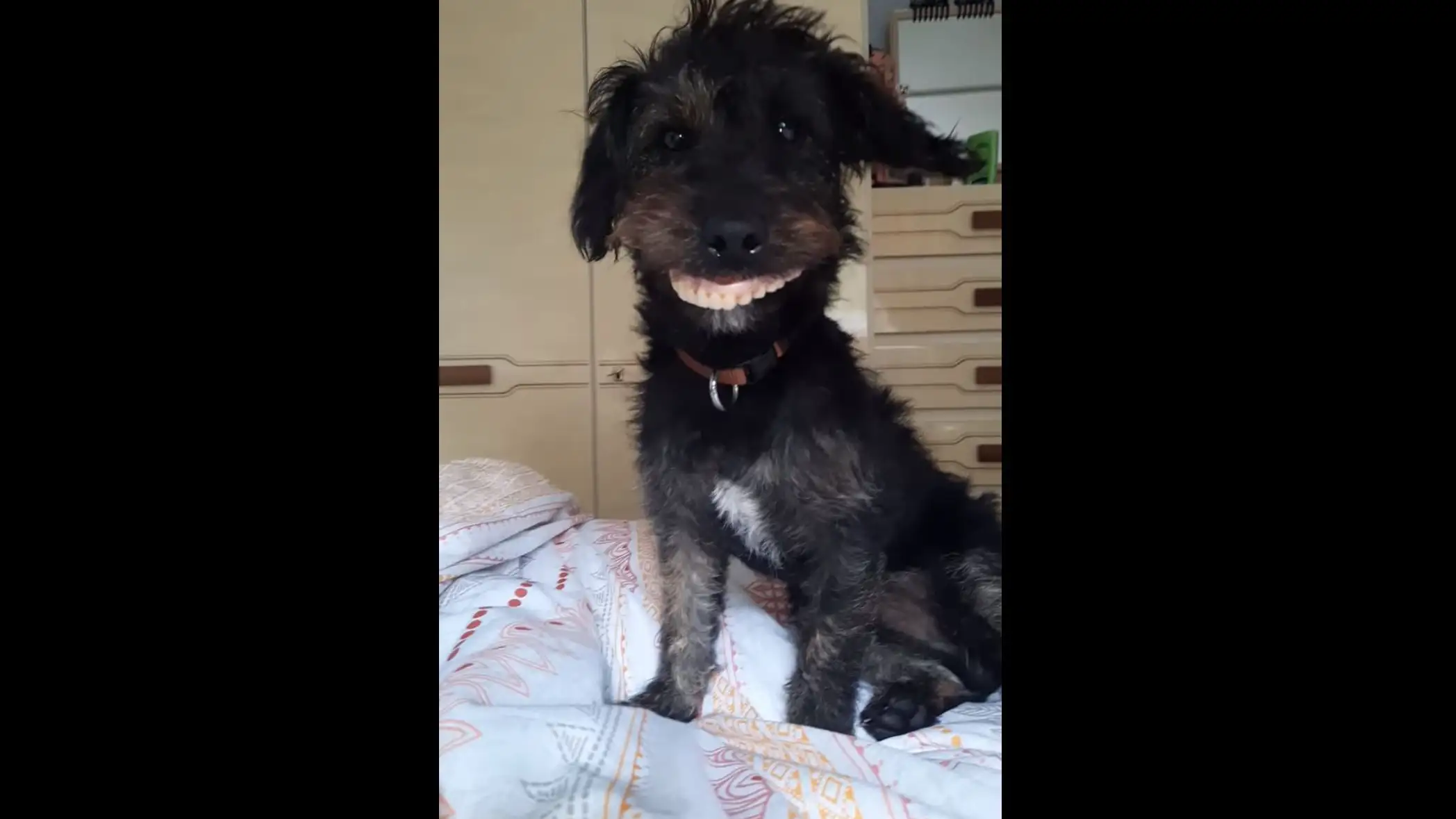 La viral carcajada de una mujer al ver su perro llevando la dentadura de su madre La viral carcajada de una mujer al ver su perro llevando la dentadura de su madre