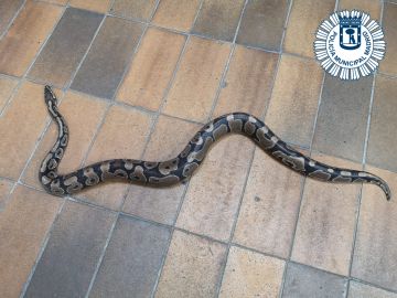 La serpiente pitón hallada en Vallecas
