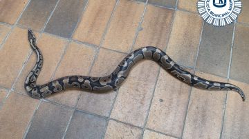 La serpiente pitón hallada en Vallecas