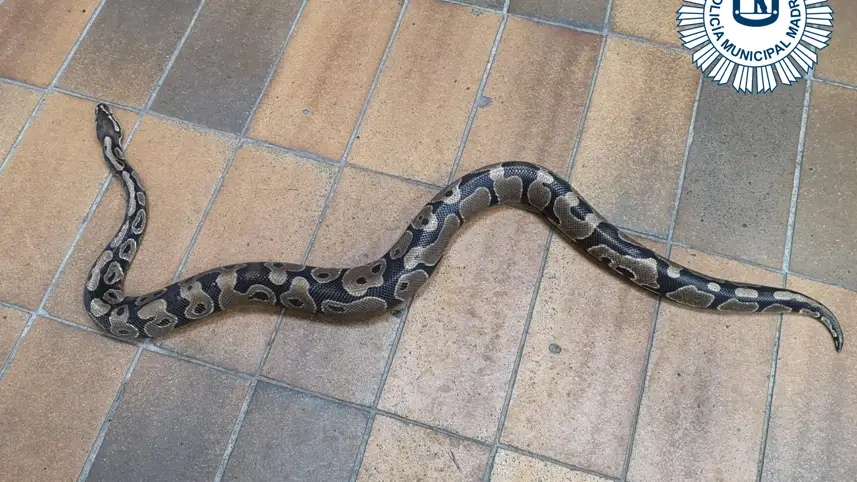 La serpiente pit&oacute;n hallada en Vallecas