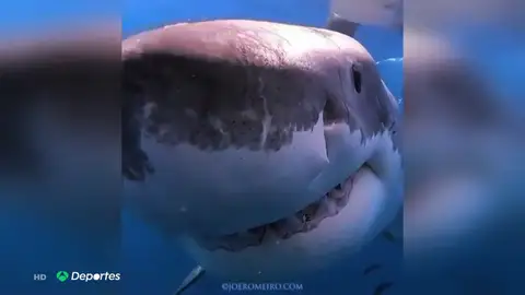 RESCATETIBURON RESCATETIBURON