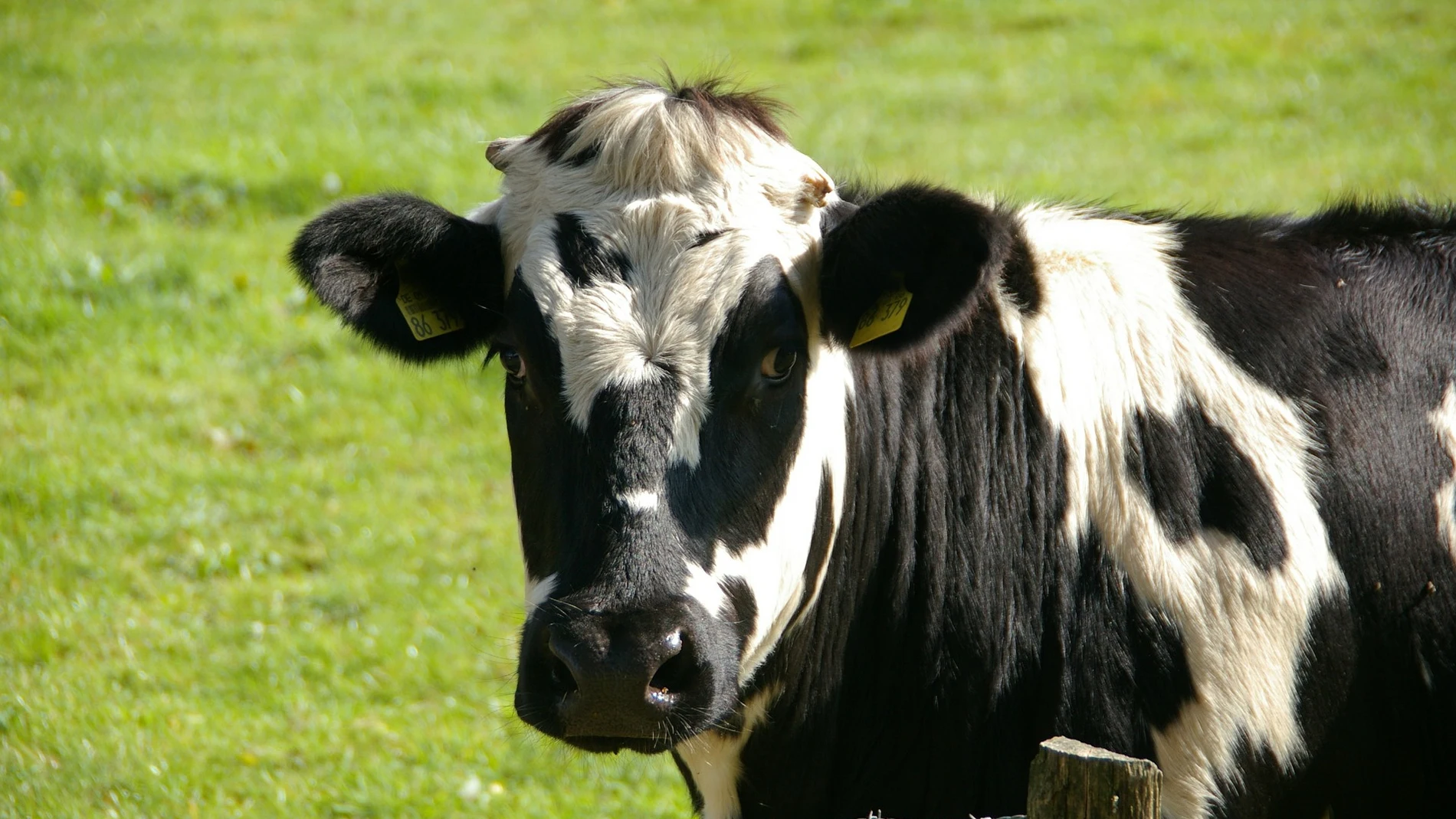 Investigan si la leche inmune de vaca es eficaz frente al coronavirus Investigan si la leche inmune de vaca es eficaz frente al coronavirus