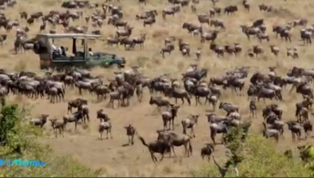 Así se produce la increíble migración de alrededor de un millón y medio de ñus en Masái Mara, Kenia