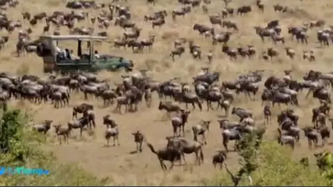 Así se produce la increíble migración de alrededor de un millón y medio de ñus en Masái Mara, Kenia Así se produce la increíble migración de alrededor de un millón y medio de ñus en Masái Mara, Kenia