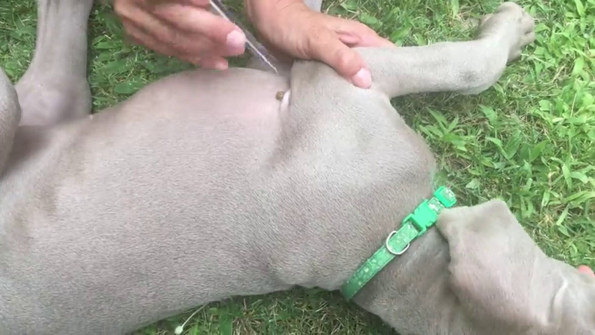 Cómo eliminar correctamente las garrapatas de tu perro