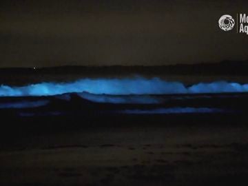 Olas bioluminiscientes en California