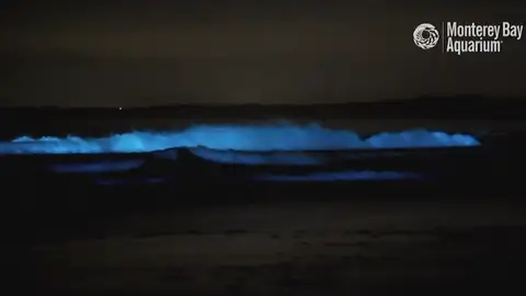 Olas bioluminiscientes en California Olas bioluminiscientes en California
