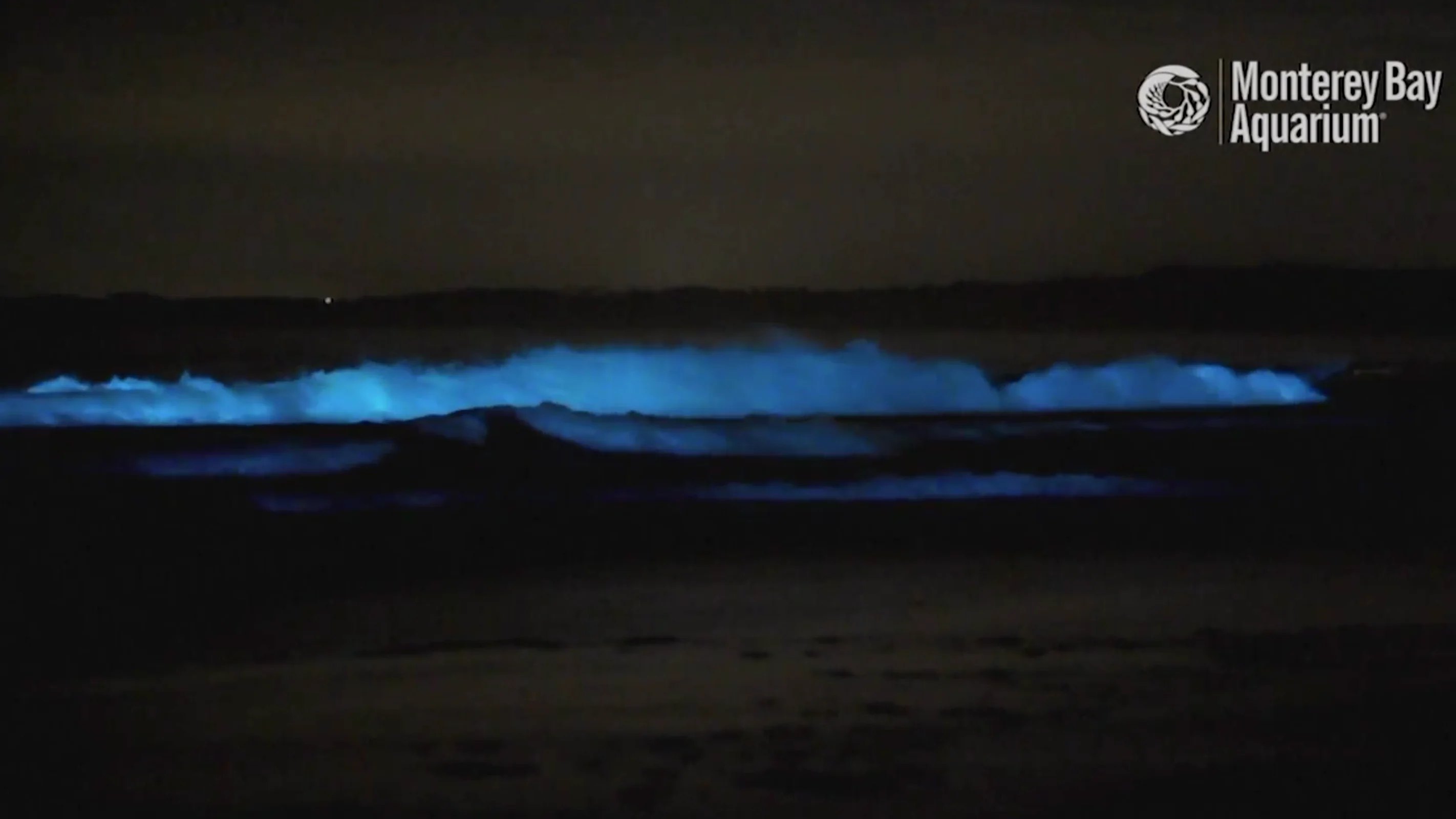 Olas bioluminiscientes en California Olas bioluminiscientes en California