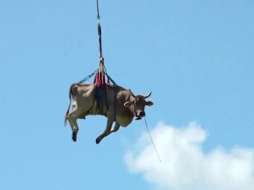 Una vaca 'volando' en Suiza