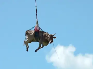 Una vaca 'volando' en Suiza Una vaca 'volando' en Suiza