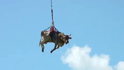 Una vaca 'volando' en Suiza Una vaca 'volando' en Suiza