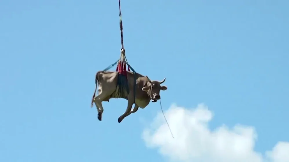 Una vaca 'volando' en Suiza Una vaca 'volando' en Suiza