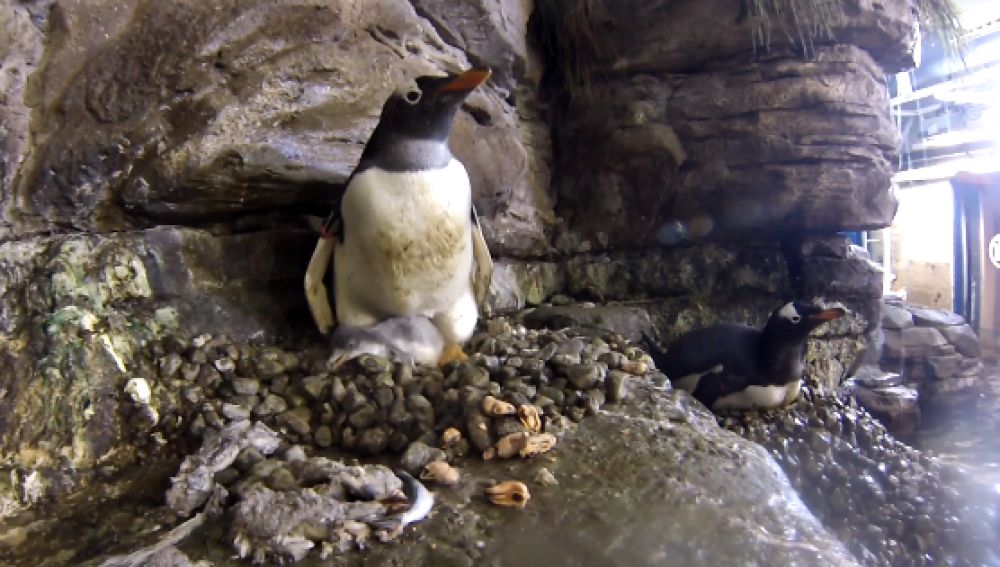 Así han incubado dos pingüinos hembra un huevo de otra pareja por primera vez en el Oceanogràfic de Valencia