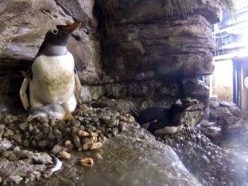 Así han incubado dos pingüinos hembra un huevo de otra pareja por primera vez en el Oceanogràfic de Valencia