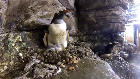 Así han incubado dos pingüinos hembra un huevo de otra pareja por primera vez en el Oceanogràfic de Valencia Así han incubado dos pingüinos hembra un huevo de otra pareja por primera vez en el Oceanogràfic de Valencia