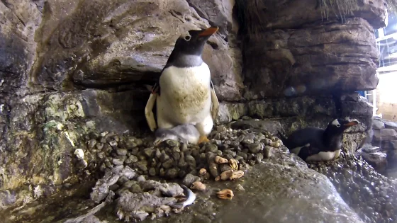 Así han incubado dos pingüinos hembra un huevo de otra pareja por primera vez en el Oceanogràfic de Valencia Así han incubado dos pingüinos hembra un huevo de otra pareja por primera vez en el Oceanogràfic de Valencia