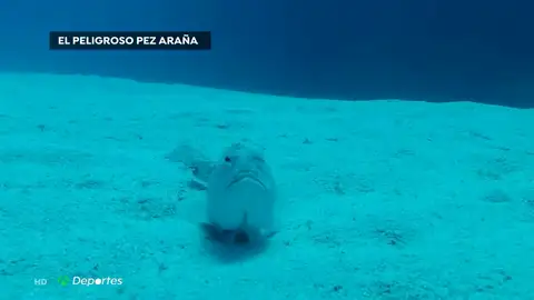 El pez araña, un animal que vive escondido en la arena y que puede ser mortal El pez araña, un animal que vive escondido en la arena y que puede ser mortal