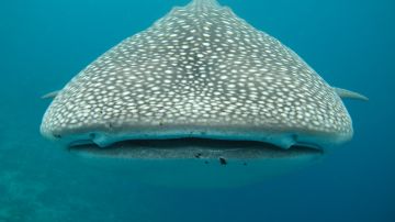 Tiburón ballena