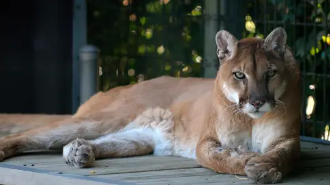 Una madre se enfrenta a un puma y salva a su hijo de 5 años del ataque del felino Una madre se enfrenta a un puma y salva a su hijo de 5 años del ataque del felino