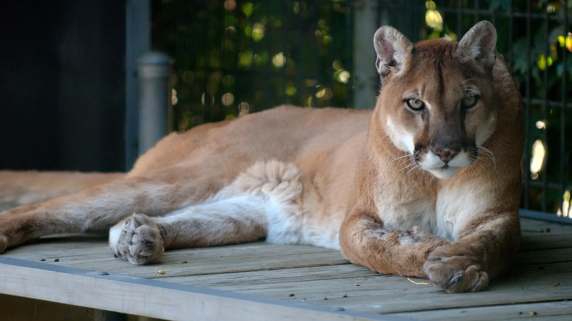 Una madre se enfrenta a un puma y salva a su hijo de 5 años del ataque del felino Una madre se enfrenta a un puma y salva a su hijo de 5 años del ataque del felino