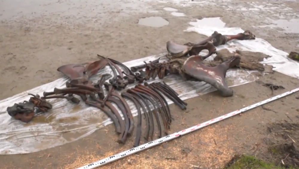 Así son los restos casi intactos de un mamut que ha encontrado un pescador en el lago pechevalavato, Rusia
