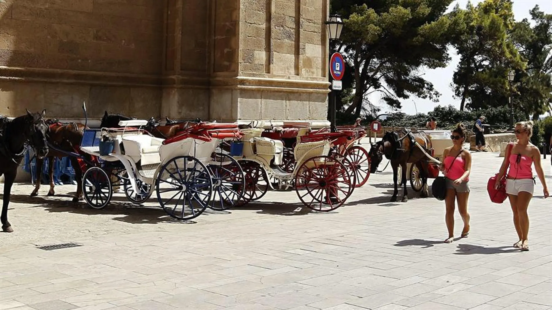 Lanzan una campaña para acabar con los caballos de calesas: "Turista sálvame, acaba con mi sufrimiento" Lanzan una campaña para acabar con los caballos de calesas: "Turista sálvame, acaba con mi sufrimiento"
