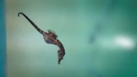 Hércules es el nombre elegido para el caballito de mar operado con éxito en el Aquarium Finisterrae de A Coruña Hércules es el nombre elegido para el caballito de mar operado con éxito en el Aquarium Finisterrae de A Coruña