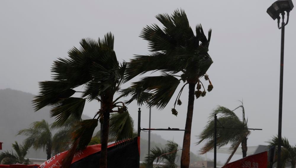 Palmeras azotadas por la tormenta Laura en Guayama, sur de Puerto Rico