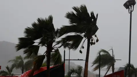 Palmeras azotadas por la tormenta Laura en Guayama, sur de Puerto Rico Palmeras azotadas por la tormenta Laura en Guayama, sur de Puerto Rico