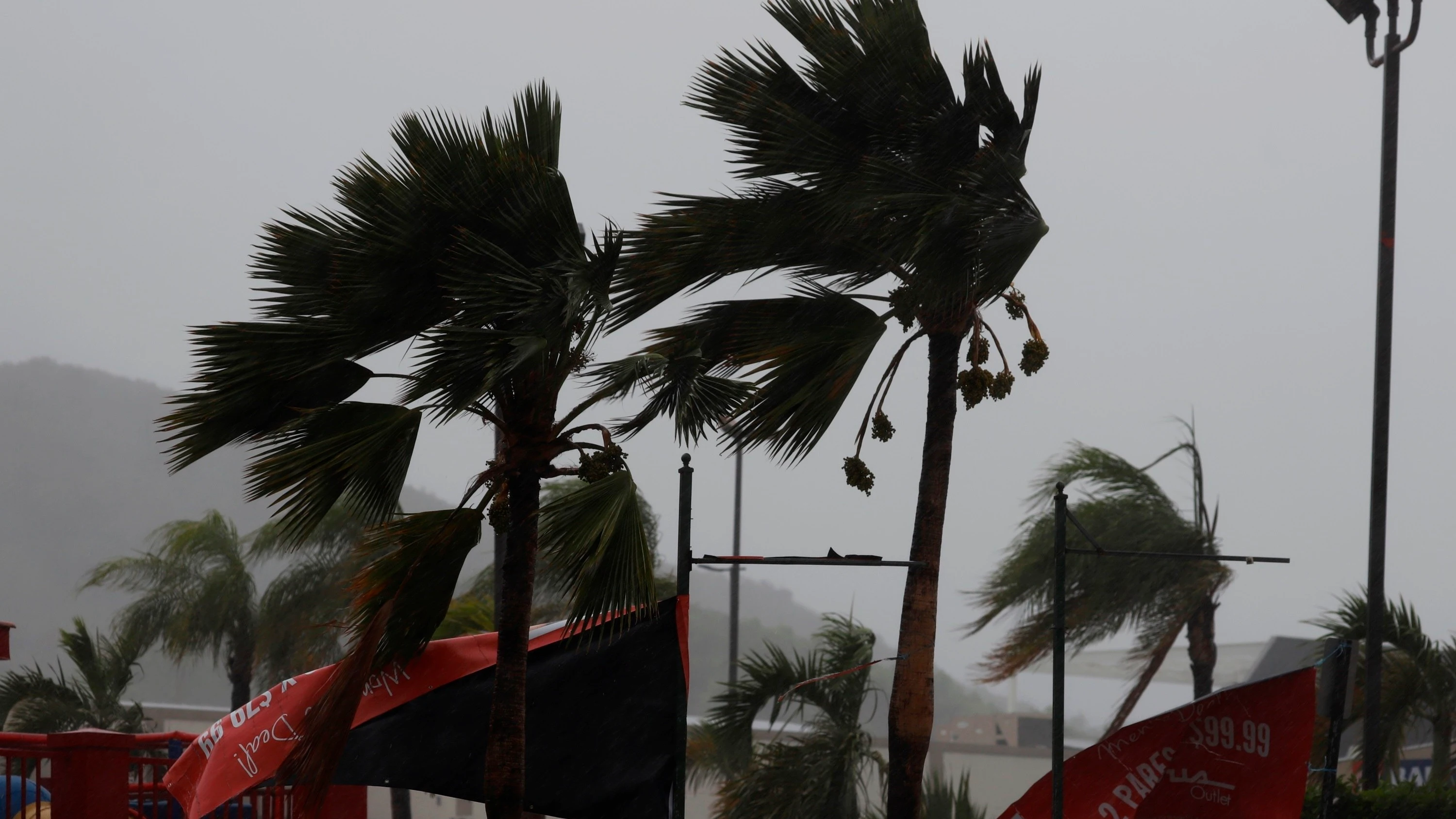 Palmeras azotadas por la tormenta Laura en Guayama, sur de Puerto Rico Palmeras azotadas por la tormenta Laura en Guayama, sur de Puerto Rico