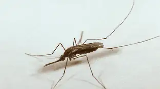 El mosquito "Anopheles quadrimaculatus", portador del virus del Nilo El mosquito "Anopheles quadrimaculatus", portador del virus del Nilo