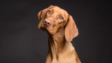 Perro