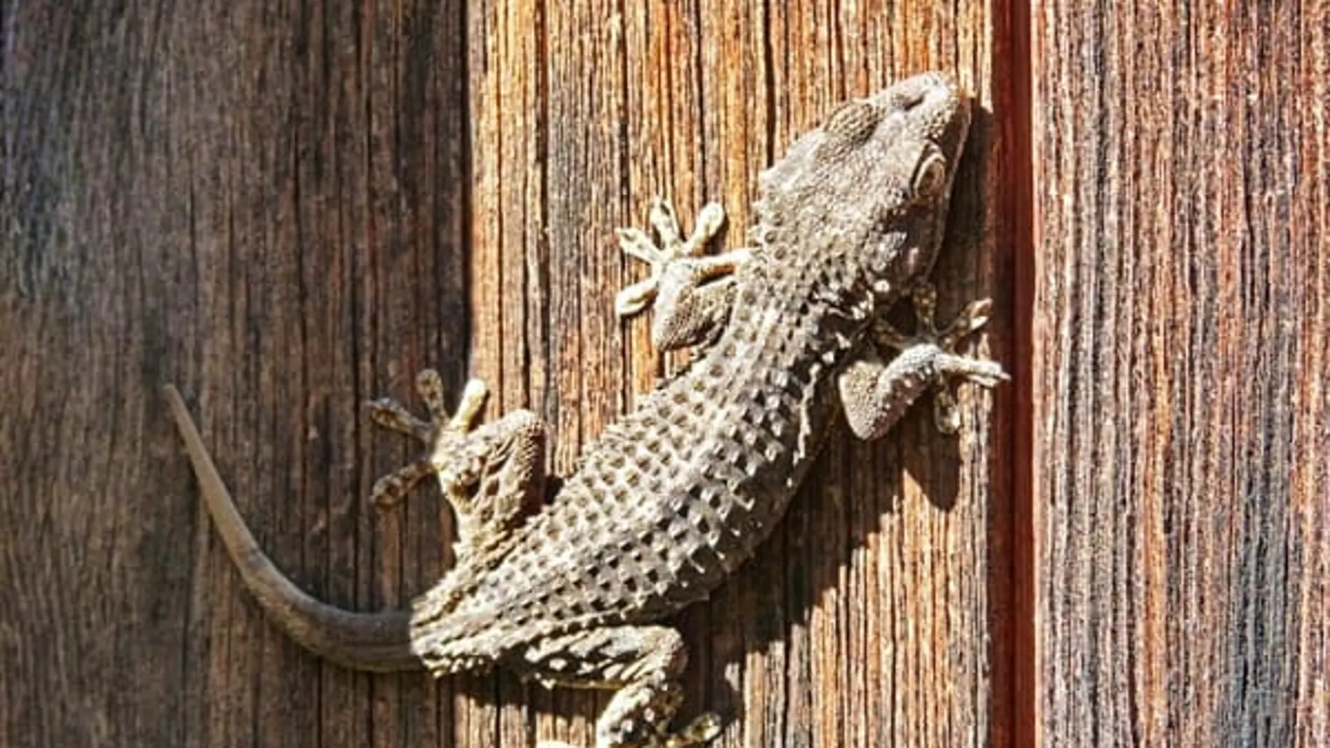 Un dragón de pared Un dragón de pared