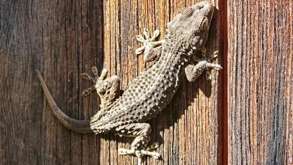 Un dragón de pared Un dragón de pared