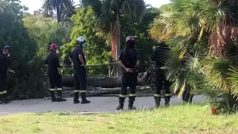 Foto de archivo de un palmeral Palmera