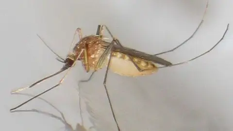 Mosquito común Mosquito Común