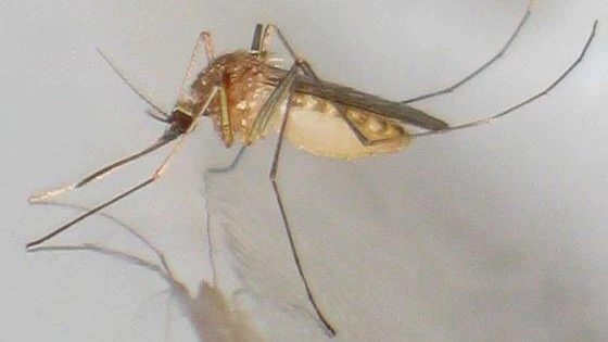 Mosquito Com&uacute;n 
