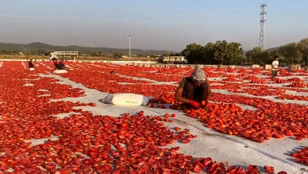 Estos son los tomates secos de Turquía que triunfan en la cocina mediterránea