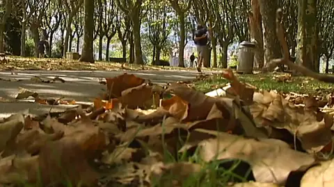 ¿Por qué se produce la caída de las hojas en verano? ¿Por qué se produce la caída de las hojas en verano?