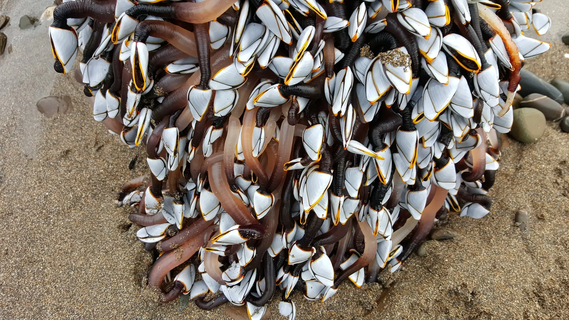 Percebes. Muere un percebeiro en Laxe, A Coru&ntilde;a.