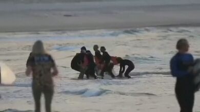 Muere un surfista en Australia tras ser mordido en una pierna por un tiburón: 