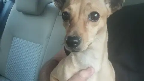 Abren diligencias a una vecina de Mairena por presunto maltrato animal Maltrato animal