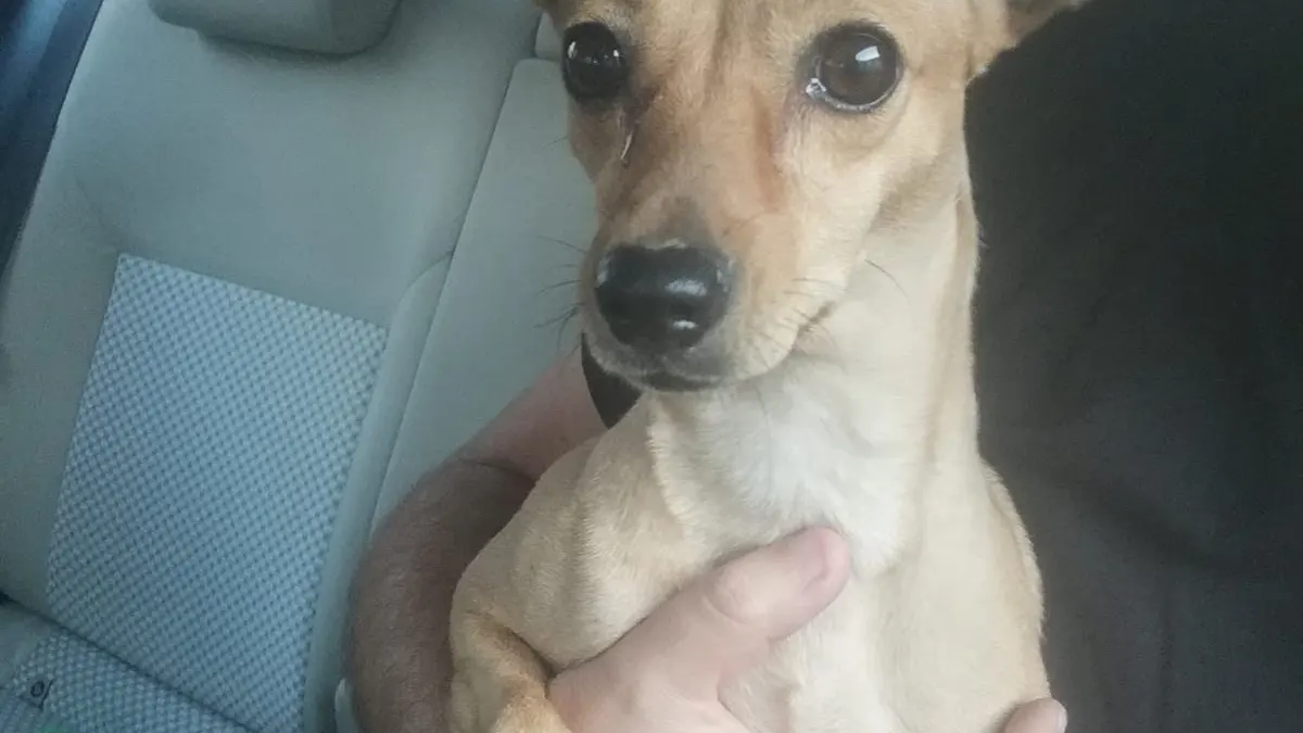 Maltrato animal