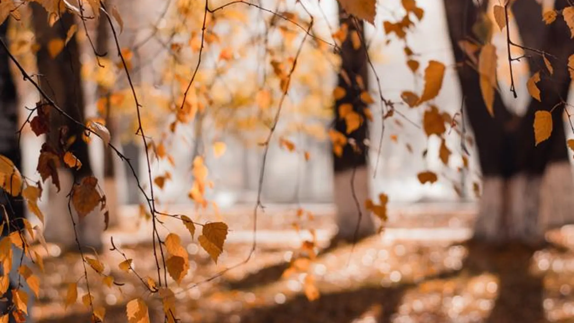 Equinoccio de Otoño 2020: ¿Qué es y cuándo ocurre? Equinoccio de Otoño 2020: ¿Qué es y cuándo ocurre?
