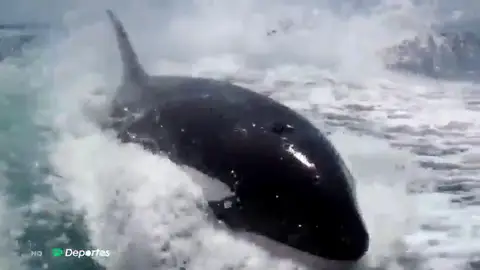 Orcas Orcas