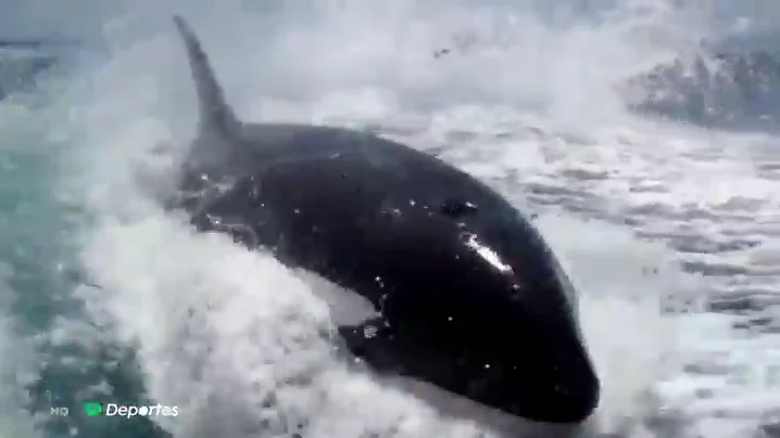 Orcas