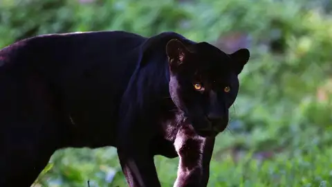 Alertan de la presencia de una pantera negra en Ventas de Huelma (Granada) Alertan de la presencia de una pantera negra en Ventas de Huelma (Granada)