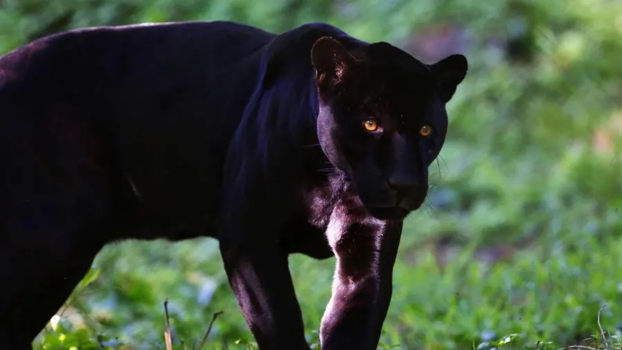 Alertan de la presencia de una pantera negra en Ventas de Huelma (Granada)