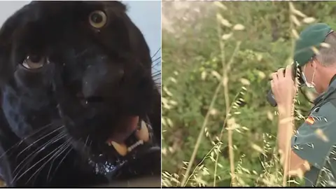 ¿Una pantera negra en Granada? ¿Una pantera negra en Granada?