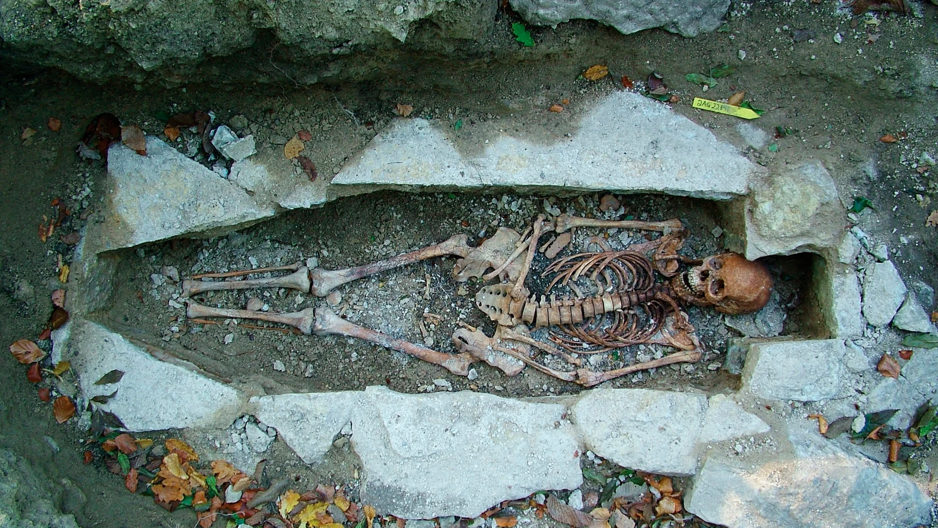 El ADN de un esqueleto femenino llamado Kata encontrado en un sitio de entierro vikingo en Varnhem, Suecia El ADN de un esqueleto femenino llamado Kata encontrado en un sitio de entierro vikingo en Varnhem, Suecia